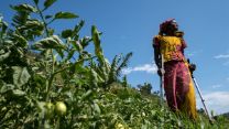 Eine Frau aus Ruanda steht in mitten ihres Tomatenfelds.