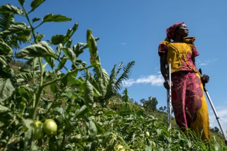 Eine Frau aus Ruanda steht in mitten ihres Tomatenfelds.
